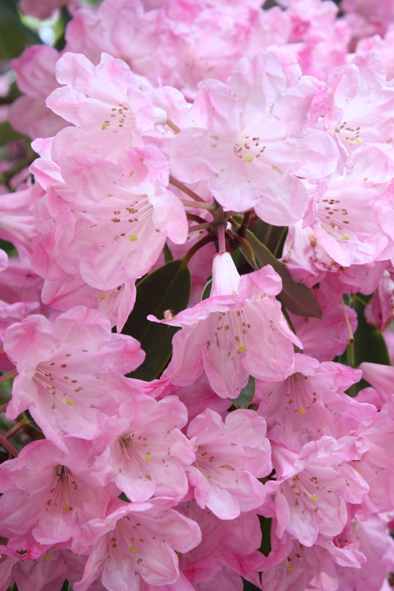 Unnamed fortunei hybrid